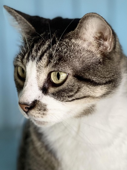 Mischeif, an adoptable Domestic Short Hair in Metairie, LA, 70009 | Photo Image 3