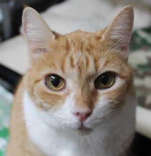 Meet Paris the charming 9-year-old orange and white tabby with a story as intri