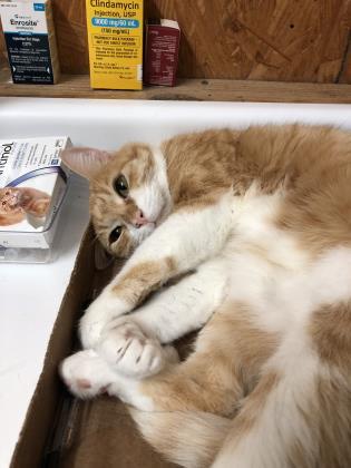 Paris, an adoptable Domestic Short Hair in River Ridge, LA, 70123 | Photo Image 2