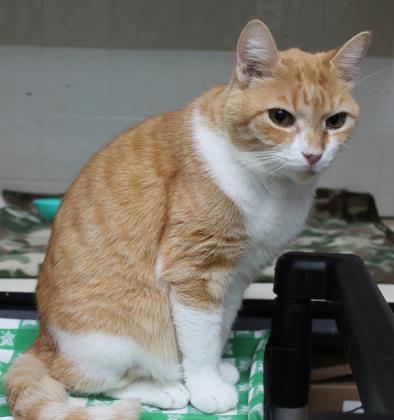 Paris, an adoptable Domestic Short Hair in River Ridge, LA, 70123 | Photo Image 3