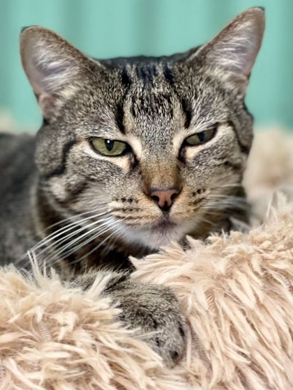 Kiwi, an adoptable Domestic Short Hair in Metairie, LA, 70009 | Photo Image 1