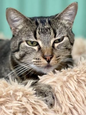 Meet Kiwi a 10-year-old brown tabby with a soul as soft and sweet as the fruit shes named after H