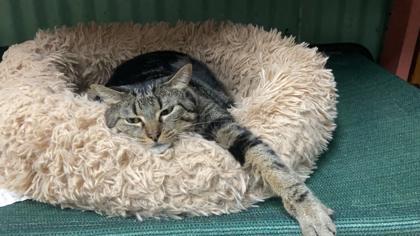 Kiwi, an adoptable Domestic Short Hair in River Ridge, LA, 70123 | Photo Image 2