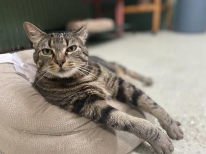 Kiwi, an adoptable Domestic Short Hair in River Ridge, LA, 70123 | Photo Image 3