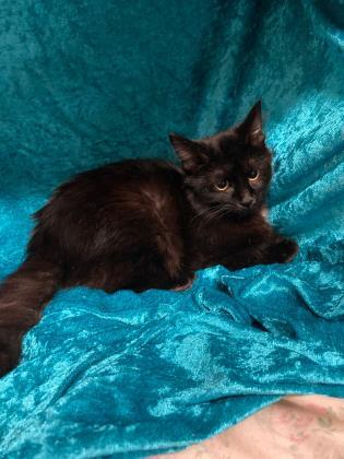 Anise, an adoptable Domestic Long Hair, Domestic Short Hair in Metairie, LA, 70009 | Photo Image 1