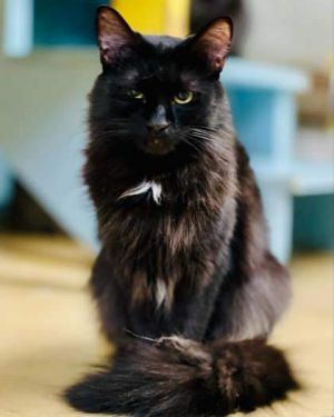 Anise is a sleek long-haired beauty with a heart as mysterious as her inky black coat She came to 