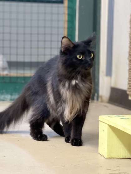 Anise(Foster Needed), an adoptable Domestic Long Hair, Domestic Short Hair in Metairie, LA, 70009 | Photo Image 2