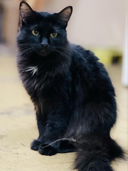 Anise(Foster Needed), an adoptable Domestic Long Hair, Domestic Short Hair in Metairie, LA, 70009 | Photo Image 2