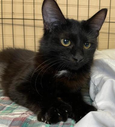 Anise, an adoptable Domestic Long Hair, Domestic Short Hair in Metairie, LA, 70009 | Photo Image 2