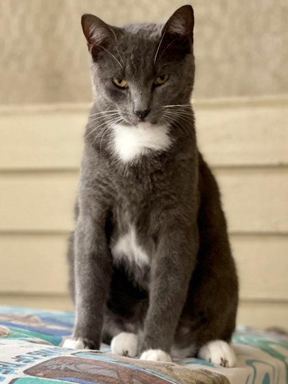 Magee, an adoptable Domestic Short Hair in Metairie, LA, 70009 | Photo Image 1