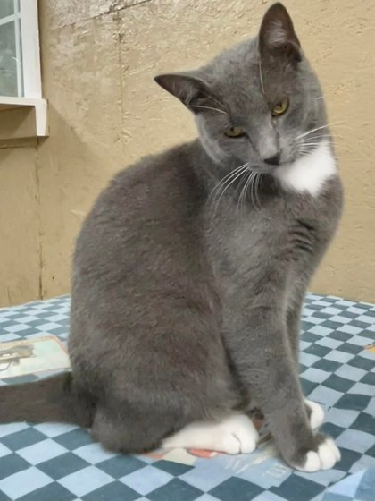 Magee, an adoptable Domestic Short Hair in River Ridge, LA, 70123 | Photo Image 2