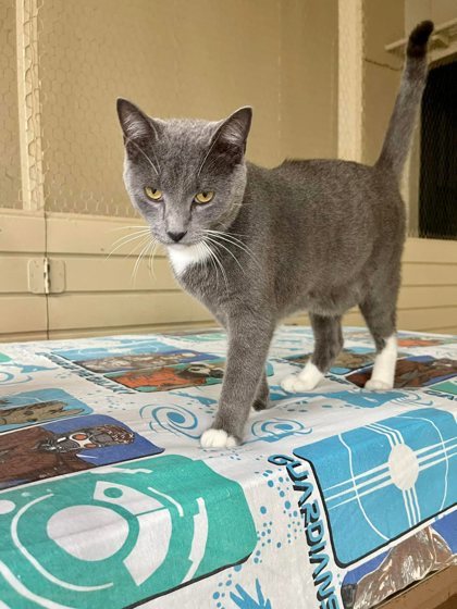 Magee, an adoptable Domestic Short Hair in River Ridge, LA, 70123 | Photo Image 3