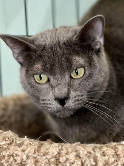 Starla, an adoptable Domestic Short Hair in Metairie, LA, 70009 | Photo Image 3