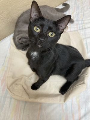 Introducing Luna a delightful 2-year-old feline who brings joy and warmth wherever she goes With a