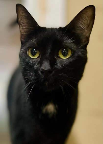 Luna, an adoptable Domestic Short Hair in Metairie, LA, 70009 | Photo Image 2