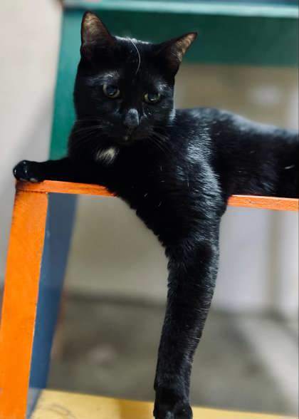 Luna, an adoptable Domestic Short Hair in River Ridge, LA, 70123 | Photo Image 3