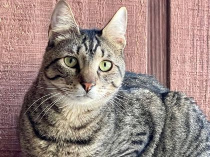 Arnie, an adoptable Domestic Short Hair in Metairie, LA, 70009 | Photo Image 1