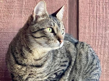 Arnie, an adoptable Domestic Short Hair in River Ridge, LA, 70123 | Photo Image 3