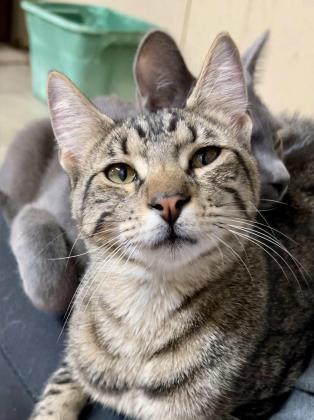 Arnie, an adoptable Domestic Short Hair in Metairie, LA, 70009 | Photo Image 4