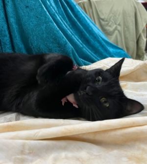 Introducing Kyle a 2-year-old black cat whos the embodiment of tranquility With a personality as 