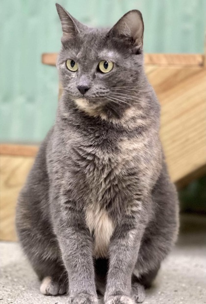 Gabby, an adoptable Domestic Short Hair in Metairie, LA, 70009 | Photo Image 1