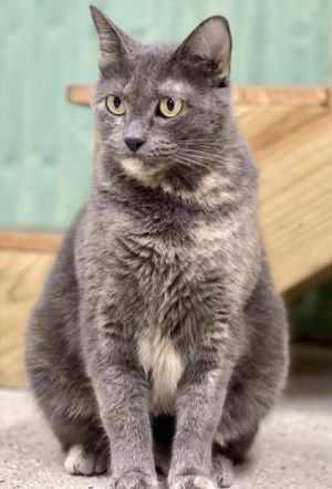 Gabby Domestic Short Hair Cat