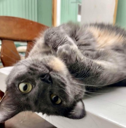 Gabby, an adoptable Domestic Short Hair in River Ridge, LA, 70123 | Photo Image 2