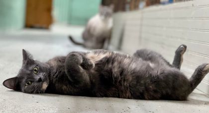 Gabby, an adoptable Domestic Short Hair in River Ridge, LA, 70123 | Photo Image 3