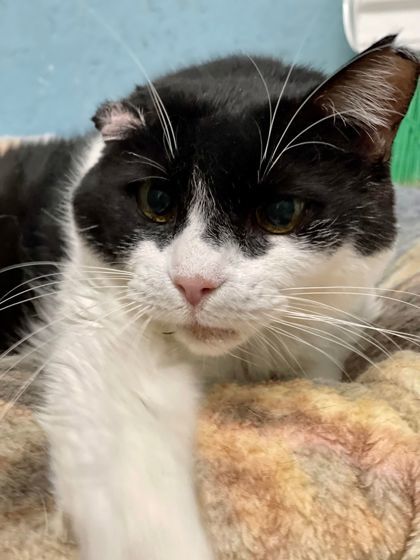 Skunk, an adoptable Domestic Short Hair in Metairie, LA, 70009 | Photo Image 1