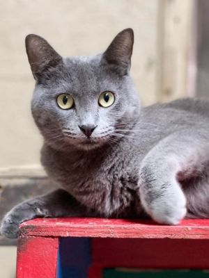 Meet Mishka the captivating 2-year-old Russian Blue thats ready to add a dash of charm and a sprin