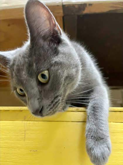 Mishka, an adoptable Russian Blue, Domestic Short Hair in Metairie, LA, 70009 | Photo Image 2