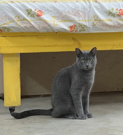 Mishka, an adoptable Russian Blue, Domestic Short Hair in Metairie, LA, 70009 | Photo Image 3