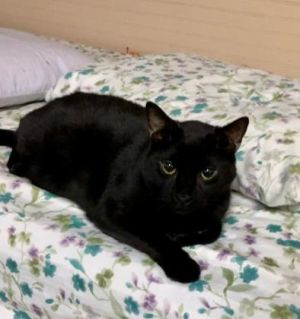 Squid is a quiet serene guy who came to us as a kitten and has been in the shelter for
