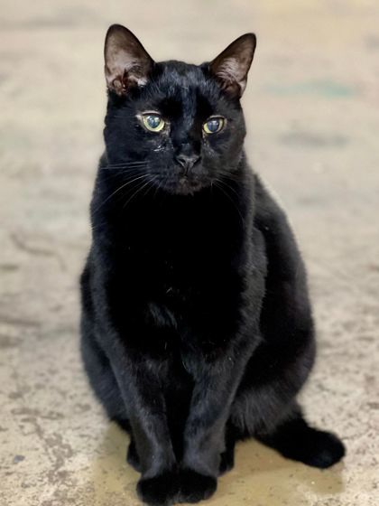 Squid, an adoptable Domestic Short Hair in Metairie, LA, 70009 | Photo Image 2