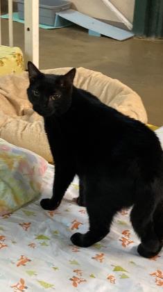 Squid, an adoptable Domestic Short Hair in River Ridge, LA, 70123 | Photo Image 3