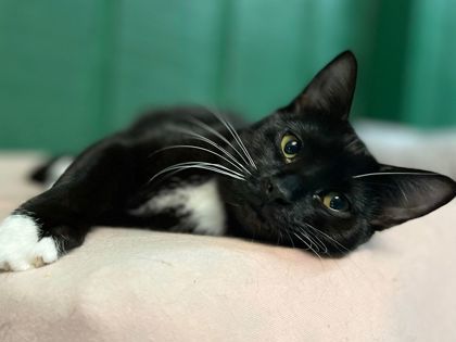 Cyrus, an adoptable Domestic Short Hair in Metairie, LA, 70009 | Photo Image 1