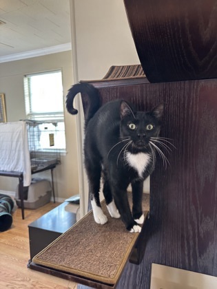 Cyrus, an adoptable Domestic Short Hair in River Ridge, LA, 70123 | Photo Image 2