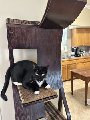 Cyrus, an adoptable Domestic Short Hair in River Ridge, LA, 70123 | Photo Image 3