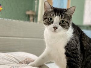 Meet Sparky a charming tabby and white-coated feline whos ready to steal your 