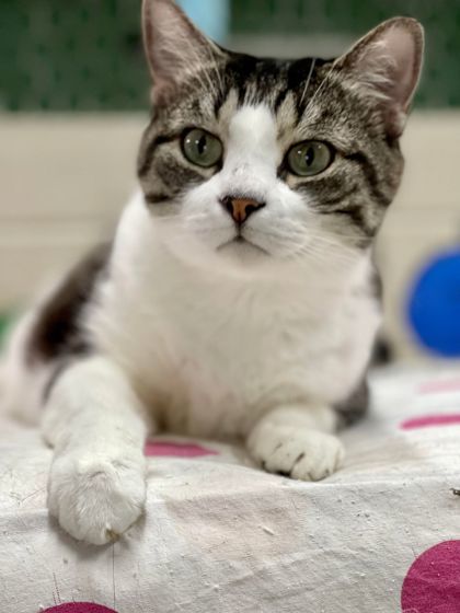 Sparky, an adoptable Domestic Short Hair in Metairie, LA, 70009 | Photo Image 1