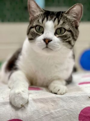 Meet Sparky a charming tabby and white-coated feline whos ready to steal your heart With a love f