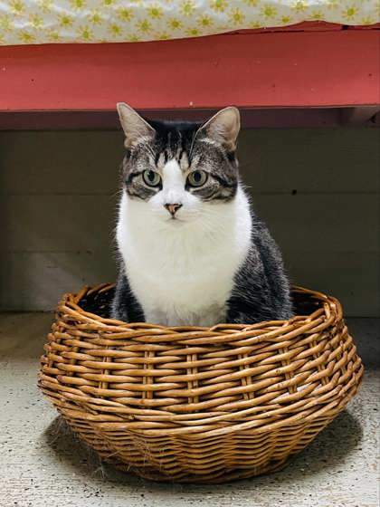 Sparky, an adoptable Domestic Short Hair in Metairie, LA, 70009 | Photo Image 2