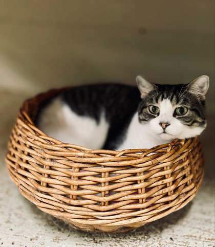 Sparky, an adoptable Domestic Short Hair in Metairie, LA, 70009 | Photo Image 3