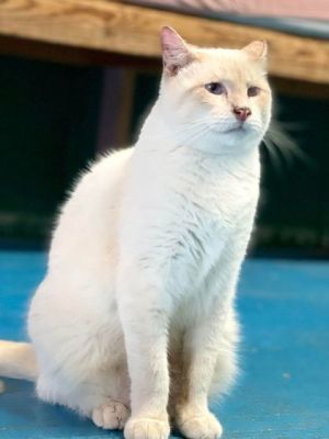 Jaxx Siamese Cat