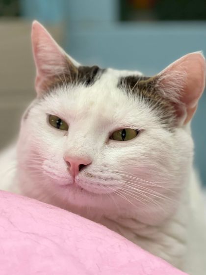 Mr. Banks, an adoptable Domestic Short Hair in Metairie, LA, 70009 | Photo Image 1