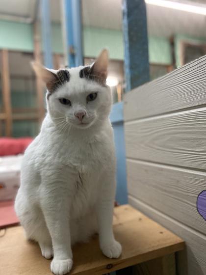 Mr. Banks, an adoptable Domestic Short Hair in Metairie, LA, 70009 | Photo Image 2