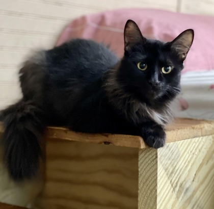 Mango(Foster Needed), an adoptable Domestic Long Hair, Domestic Short Hair in Metairie, LA, 70009 | Photo Image 1