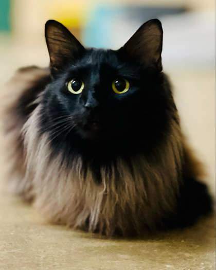 Mango(Foster Needed)