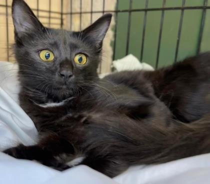 Mango, an adoptable Domestic Long Hair, Domestic Short Hair in Metairie, LA, 70009 | Photo Image 2