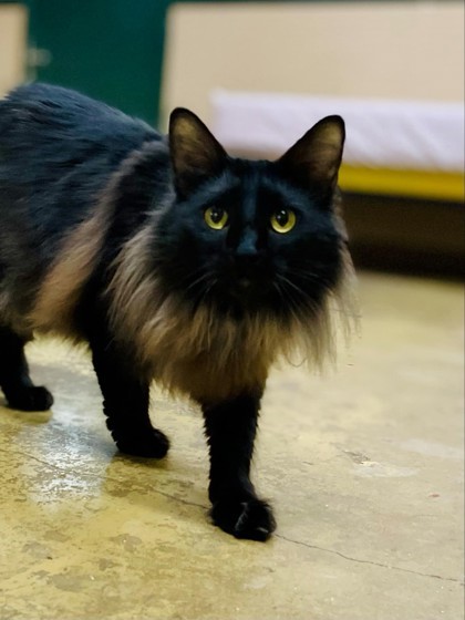 Mango(Foster Needed)